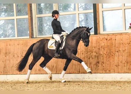 Oldenburg, Stallone, 8 Anni, 169 cm, Morello