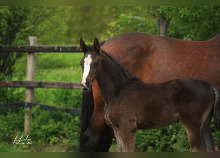 Oldenburg, Stallone, Puledri (04/2026), 168 cm, Morello