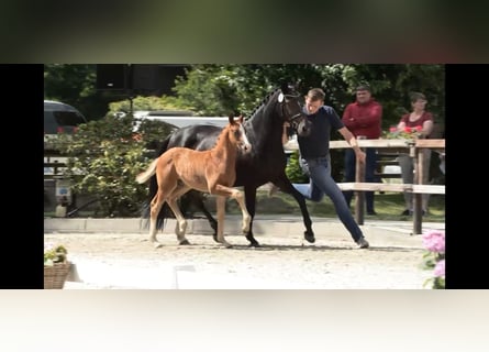 Oldenburg, Stallone, Puledri
 (04/2024), 168 cm, Sauro scuro