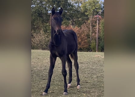 Oldenburg, Stallone, Puledri (04/2026), 170 cm, Baio scuro