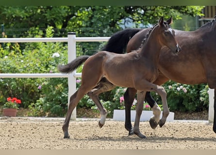 Oldenburg, Stallone, Puledri (04/2024), 170 cm, Baio scuro