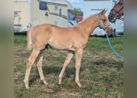 Oldenburg, Stallone, Puledri
 (06/2024), 170 cm, Palomino