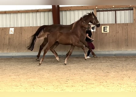 Oldenburg, Stallone, Puledri (05/2025), 170 cm, Sauro