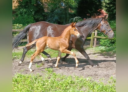 Oldenburg, Stallone, Puledri
 (06/2024), 170 cm, Sauro scuro