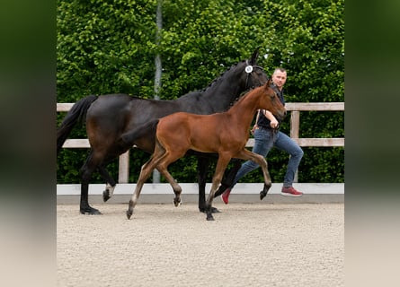 Oldenburg, Stallone, Puledri (04/2026), 172 cm, Baio