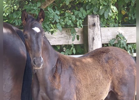 Oldenburg, Stallone, Puledri (04/2025), 172 cm, Morello