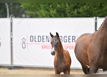 Oldenburg, Stallone, Puledri (05/2026), 172 cm, Sauro scuro