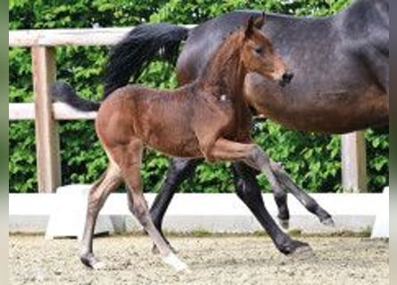 Oldenburg, Stallone, Puledri (04/2026), Baio