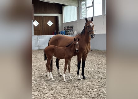 Oldenburg Mix, Stallone, Puledri (03/2026), Baio