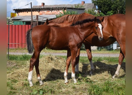 Oldenburg, Stallone, Puledri (04/2025), Baio