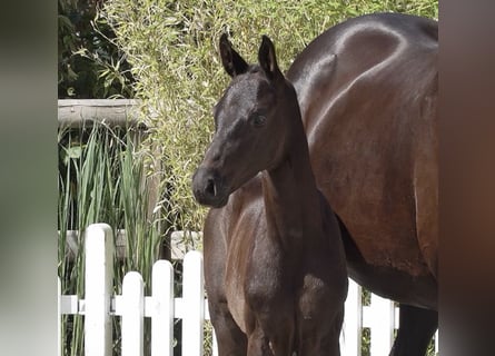 Oldenburg, Stallone, Puledri (06/2026), Morello