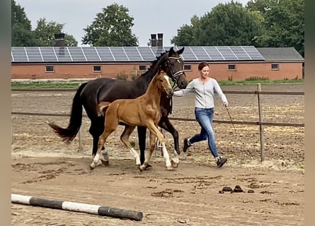 Oldenburg, Stallone, Puledri (07/2024), Sauro scuro