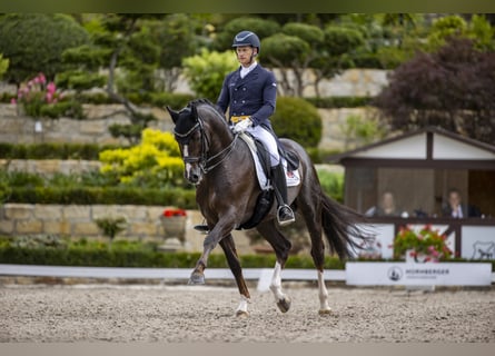 Oldenburg, Stallone, 13 Anni, 167 cm, Sauro scuro