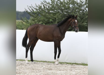 Oldenburgare, Hingst, 1 år, 168 cm, Mörkbrun