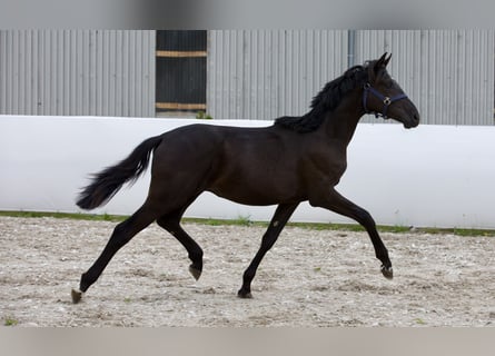 Oldenburgare, Hingst, 1 år, 169 cm, Svart