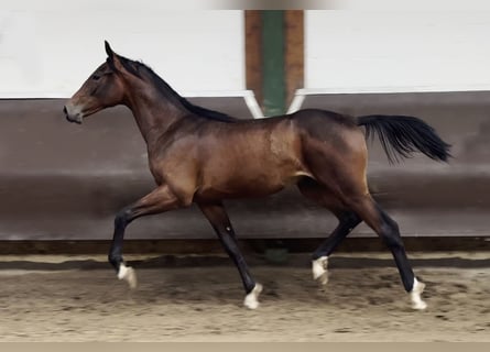 Oldenburgare, Hingst, 1 år, 170 cm, Brun