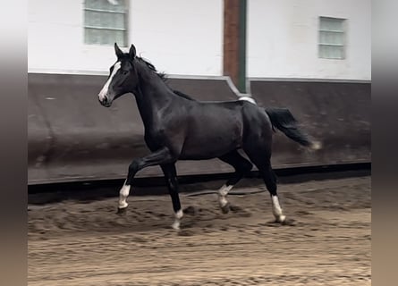 Oldenburgare, Hingst, 1 år, 170 cm, Rökfärgad svart