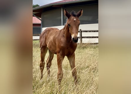 Oldenburgare, Hingst, 1 år, Brun