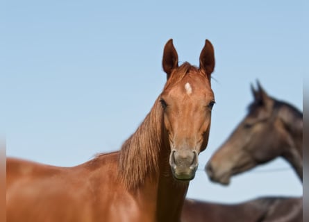 Oldenburgare, Hingst, 2 år, 168 cm, fux