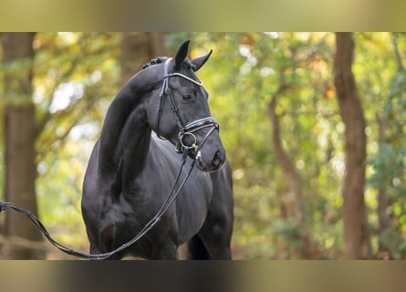 Oldenburgare, Hingst, 2 år, 168 cm, Svart