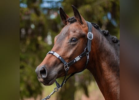 Oldenburgare, Hingst, 2 år, 172 cm, Mörkbrun