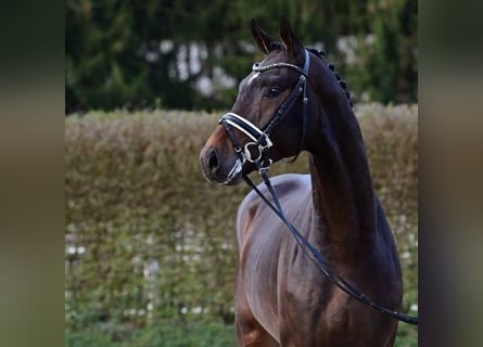 Oldenburgare, Hingst, 2 år, Brun