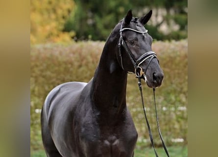 Oldenburgare, Hingst, 2 år, Svart