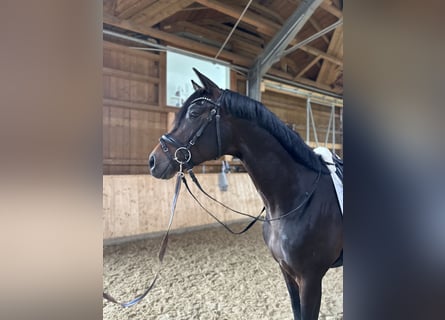 Oldenburgare, Hingst, 3 år, 170 cm, Mörkbrun