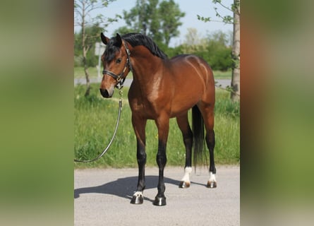 Oldenburgare, Hingst, 3 år