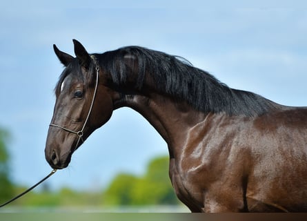 Oldenburger Blandning, Hengst, 3 Jahre, Rappe