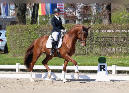 Oldenburgare, Hingst, 4 år, 175 cm, fux