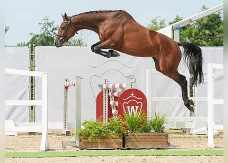 Oldenburgare, Hingst, 7 år, 164 cm, Brun