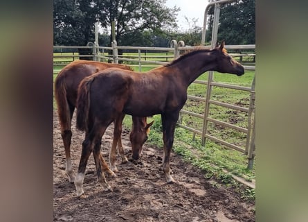 Oldenburgare, Hingst, Föl (04/2024), 168 cm, Kan vara vit