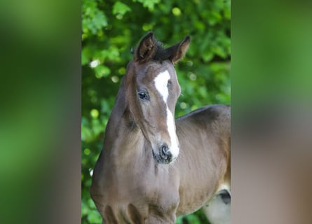 Oldenburgare, Hingst, Föl (04/2024), 168 cm, Mörkbrun