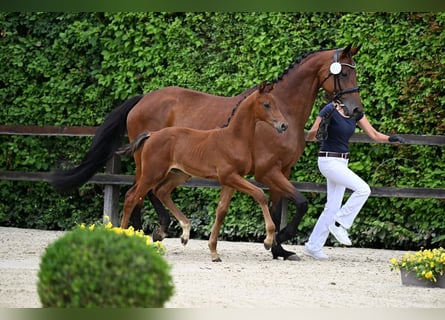 Oldenburgare, Hingst, Föl (05/2024), 169 cm, Brun