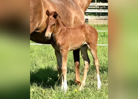 Oldenburgare, Hingst, Föl (04/2024), 169 cm, Fux