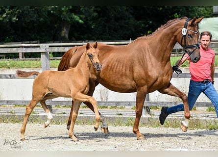 Oldenburgare, Hingst, Föl (06/2024), 170 cm, Fux