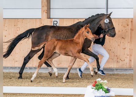 Oldenburgare, Hingst, Föl (05/2024), 170 cm, Fux