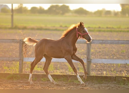 Oldenburgare, Hingst, Föl (05/2024), 170 cm, fux