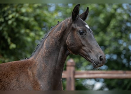 Oldenburgare, Hingst, Föl (03/2024), 170 cm, Svart