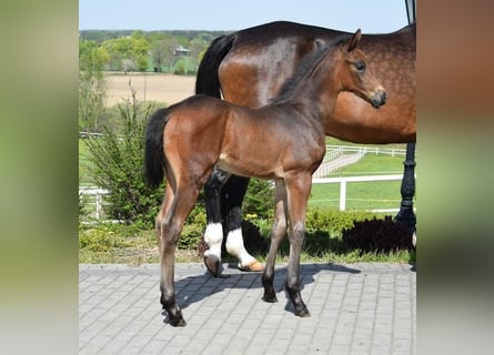 Oldenburgare, Hingst, Föl (03/2024), 173 cm, Mörkbrun