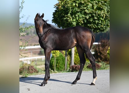 Oldenburgare, Hingst, Föl (03/2024), 173 cm, Mörkbrun