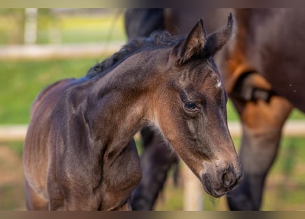 Oldenburgare, Hingst, Föl (04/2024), 173 cm, Rökfärgad svart