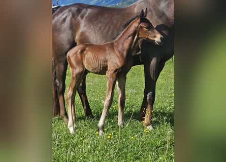 Oldenburgare, Hingst, Föl (05/2024), Brun