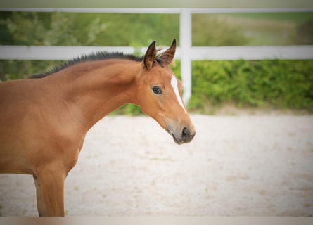 Oldenburgare, Hingst, Föl (05/2024), Brun