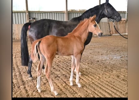 Oldenburgare, Hingst, Föl (03/2024), fux