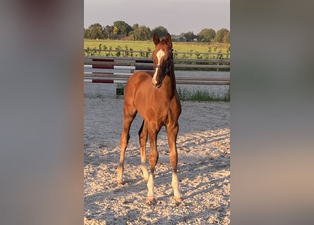 Oldenburgare, Hingst, Föl (05/2024), Fux