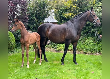 Oldenburgare, Hingst, Föl (05/2024), Mörkbrun