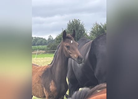 Oldenburgare, Hingst, Föl (04/2024), Mörkbrun