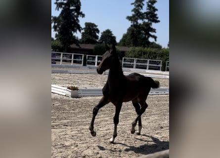 Oldenburgare, Hingst, Föl (04/2024), Mörkbrun